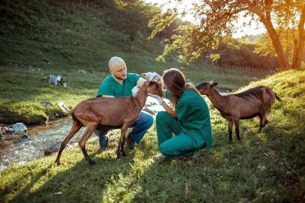 Wildlife  or Zoo Veterinarian