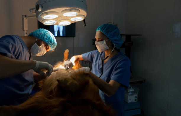 Veterinary Surgeon