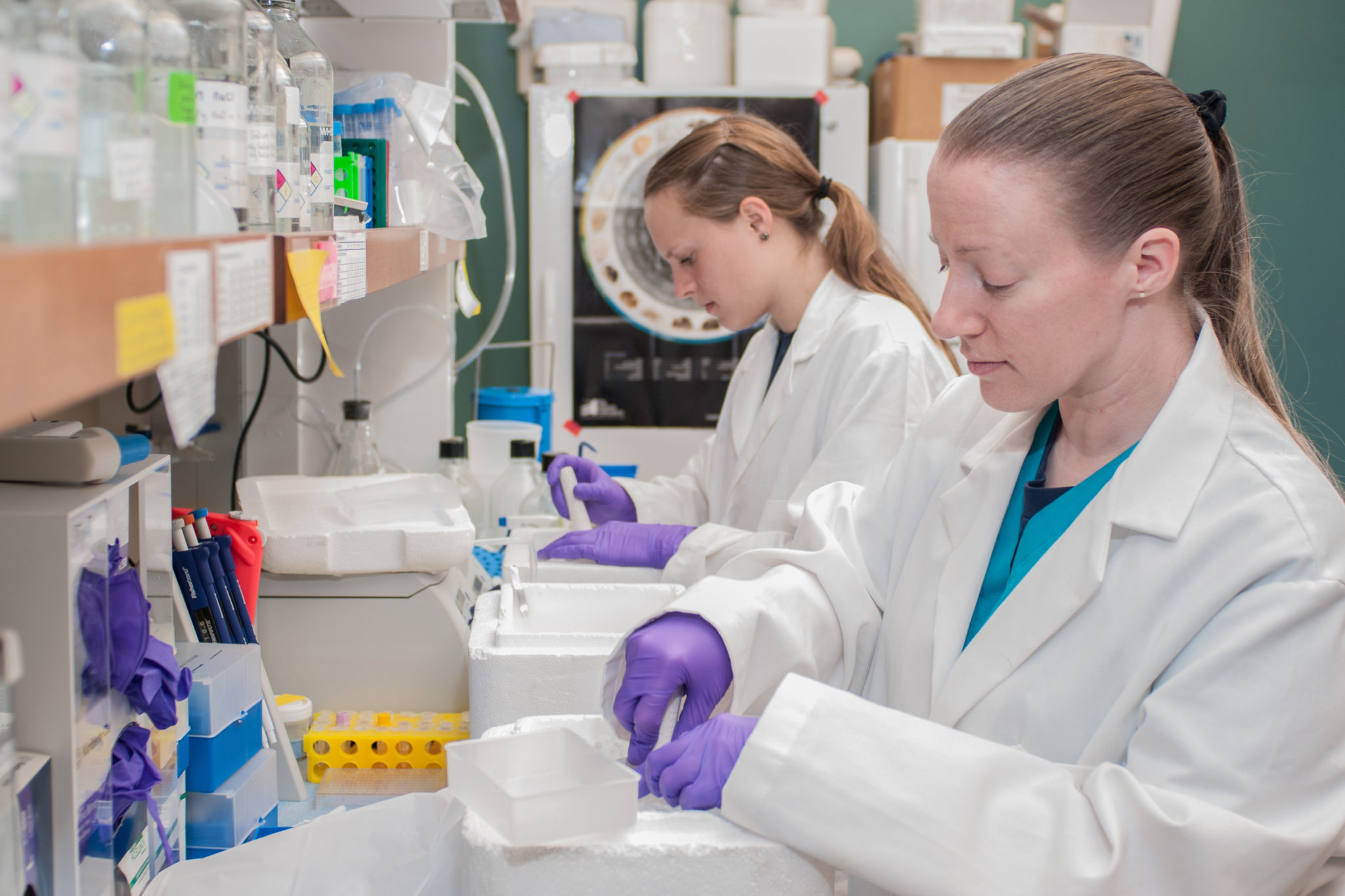 Veterinary Pathology Consultant