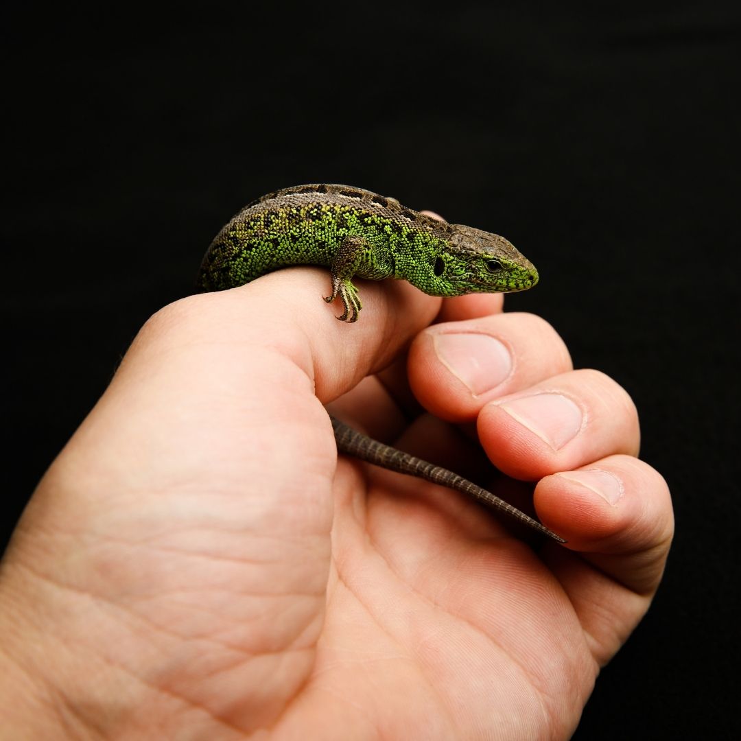 Junior Herpetologist