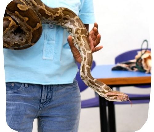 Herpetology Policy Advisor