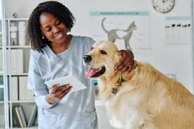 Junior Veterinary Doctor