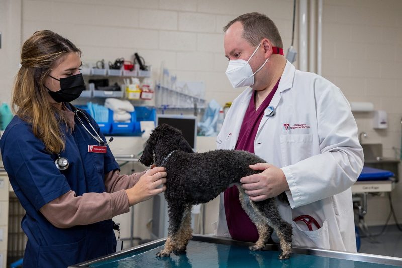 Veterinary Professor