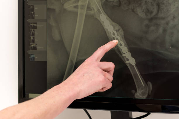 Senior Veterinary Radiologist