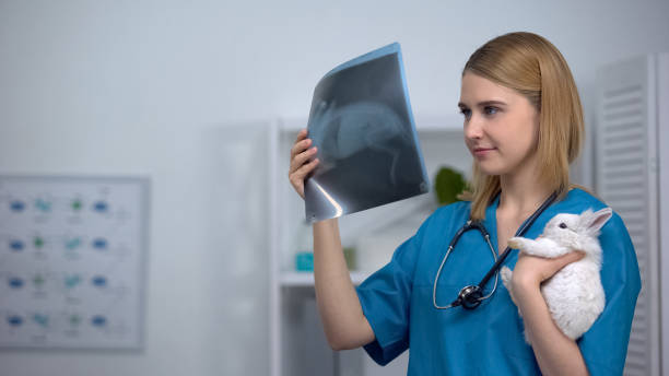 Global Veterinary Radiology Expert