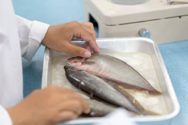 Junior Fishery Scientist