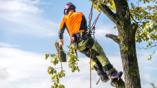Tree Risk Assessor