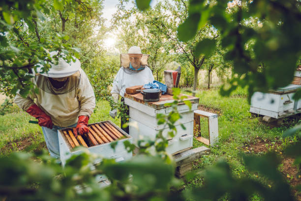 Apiary Manager