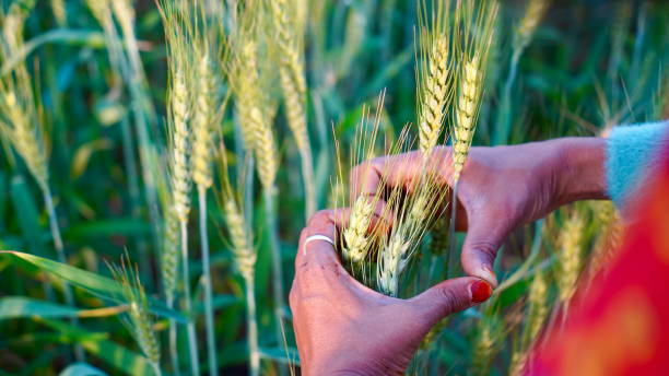 Field Agriculturalist