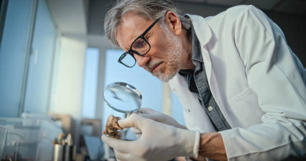 Senior Morphologist