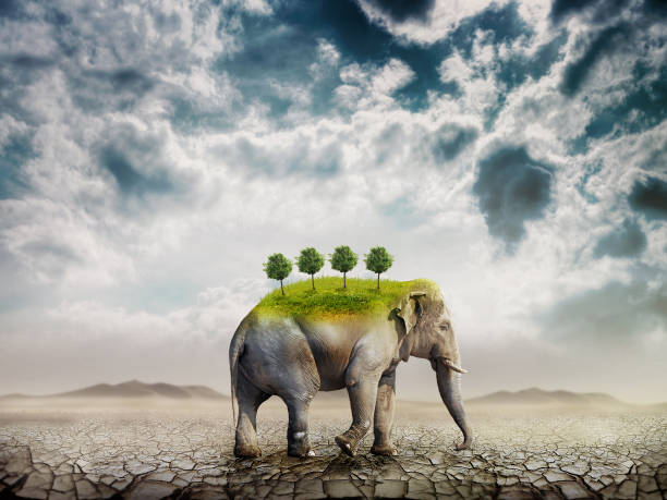 Wildlife Policy Advisor