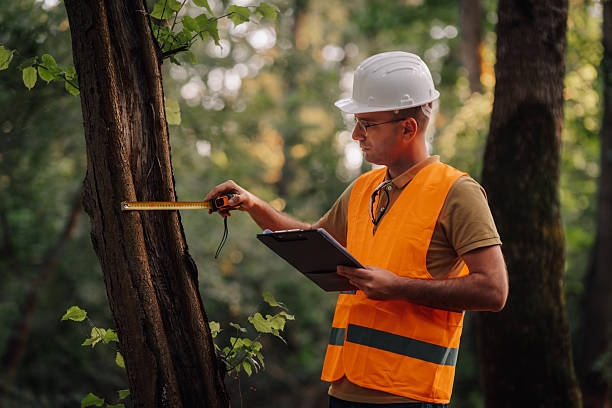 Junior Dendrologist