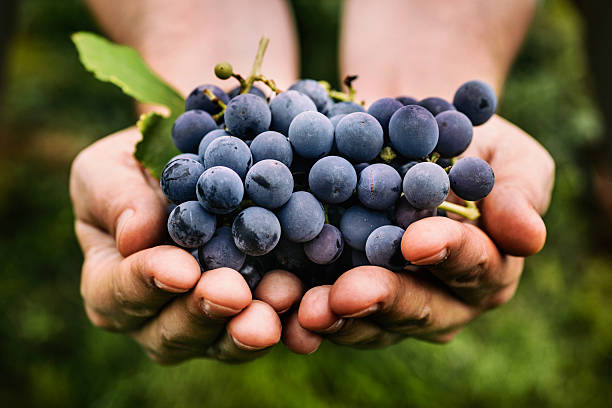 Global Fruit Agriculture Expert