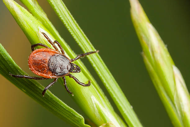 Junior Insectologist