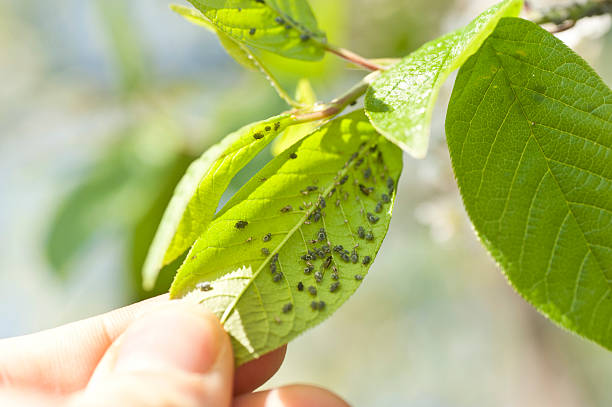 Agricultural Entomologist (Specialized Role)