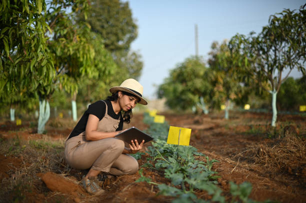 Field Researcher