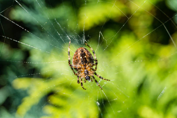 Biomedical Arachnologist (Specialized Role)