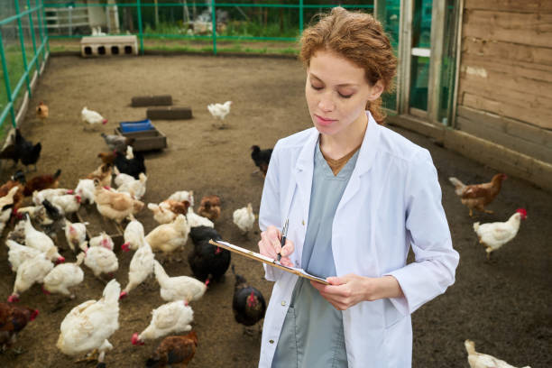 Poultry Breeder Specialist