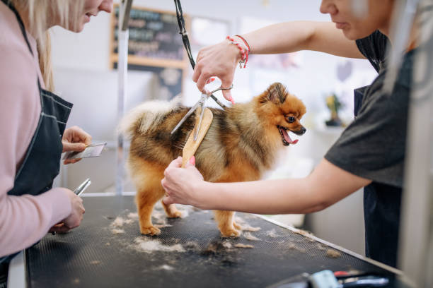 Pet Grooming Instructor