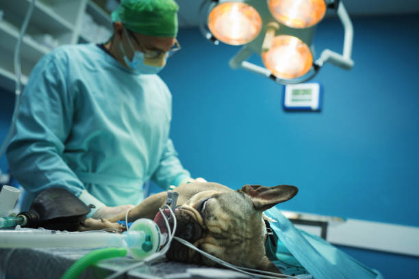 Senior Veterinary Surgeon