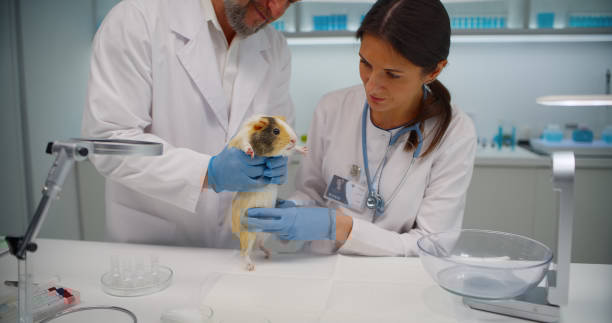 Veterinary Research Leader
