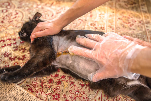 Specialized Veterinary Oncologist