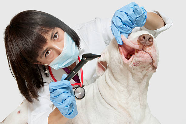 Veterinary Dentist