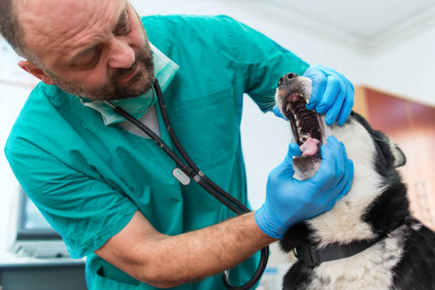 Specialized Veterinary Dentist