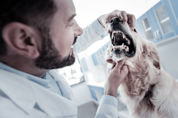 Senior Veterinary Dentist