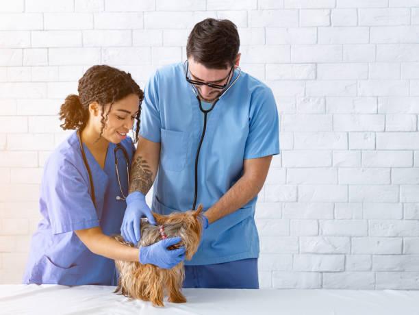 Veterinary Cardiologist