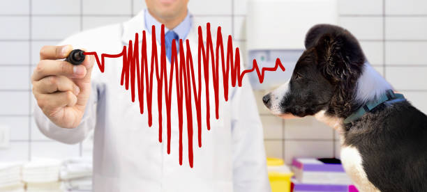 Veterinary Cardiology Research Leader