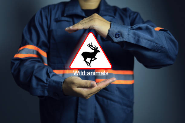 Wildlife Policy Advisor