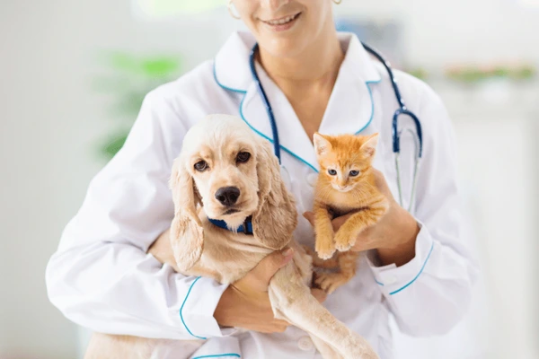 Veterinary Doctor