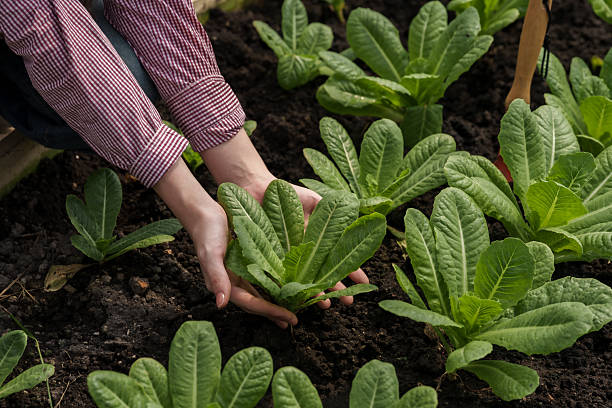 Organic-Agriculture Technician