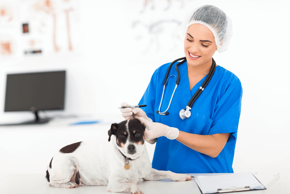 Veterinary Consultant