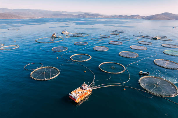 Global Aquaculture Expert