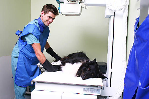 Junior Veterinary Radiologist