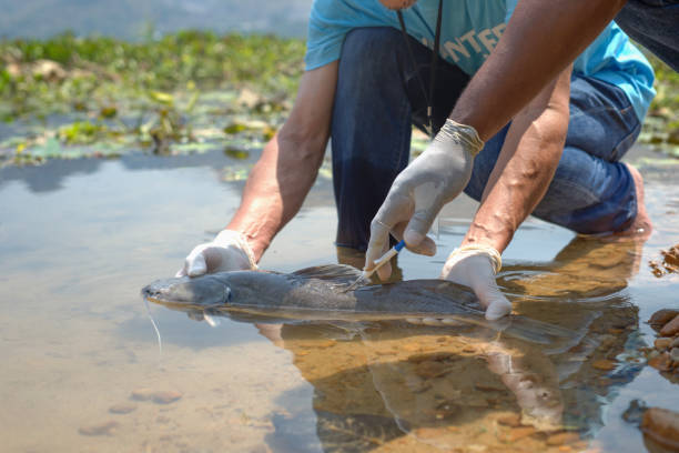 Global Fisheries Expert