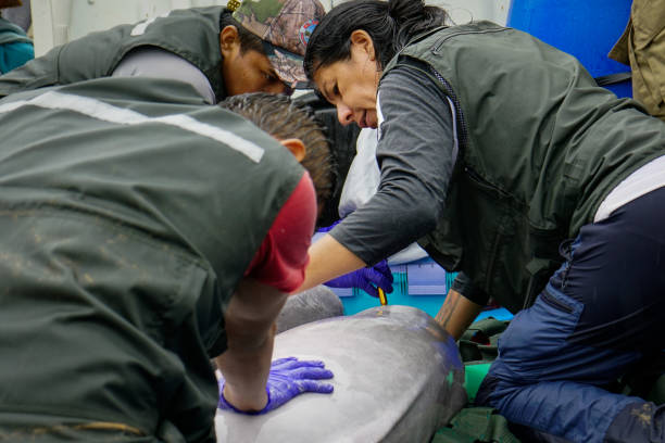 Global Aquatic Veterinary Expert