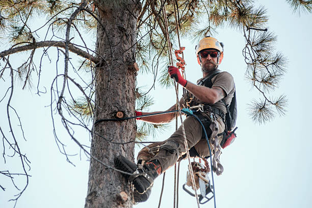 Arborist Trainer