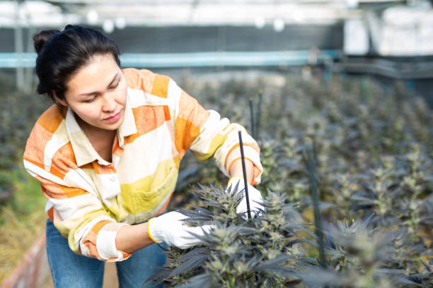 Floriculture Research Lead