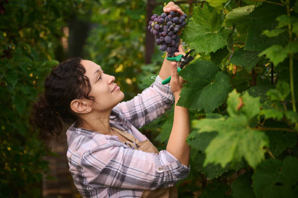 Junior Viticulturist
