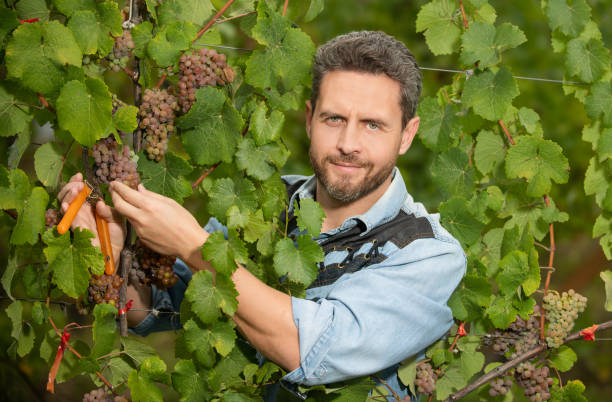 Viticulture Academician/Professor