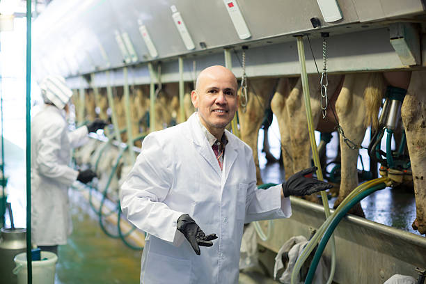 Dairy Operations Director