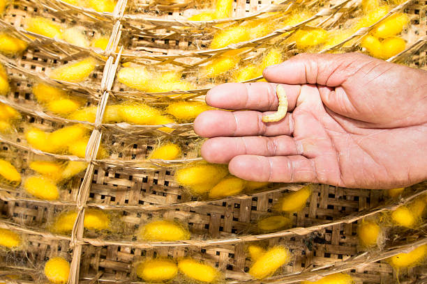 Silkworm Breeding Specialist